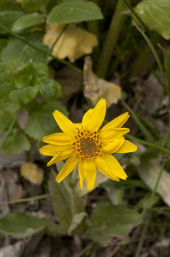 Image of hairy arnica