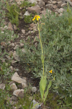 Image of hairy arnica