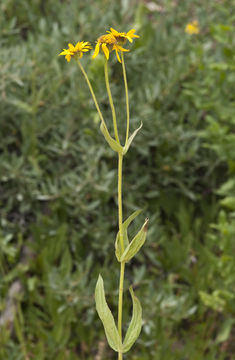 Image of hairy arnica