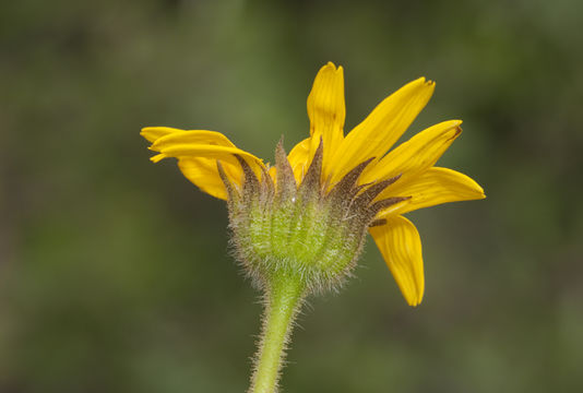 Image of hairy arnica