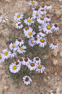 Слика од Erigeron pinnatisectus (A. Gray) A. Nels.