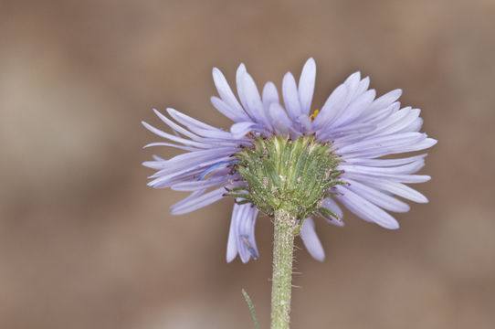 Image of featherleaf fleabane