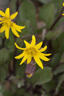 Image of Colorado ragwort