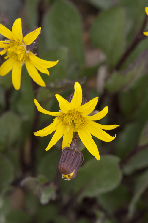 Image of Colorado ragwort