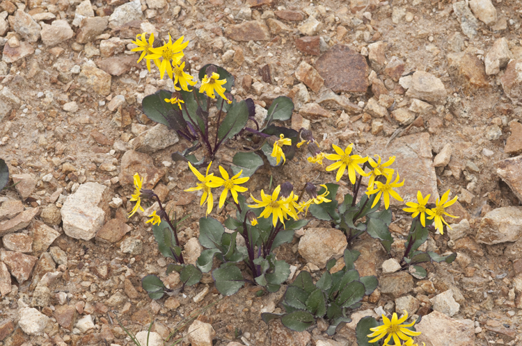 Image of Colorado ragwort