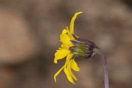Image of Colorado ragwort