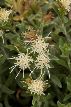 Image of whitestem goldenbush