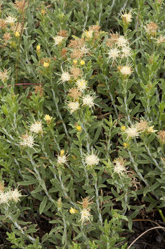 Image of whitestem goldenbush