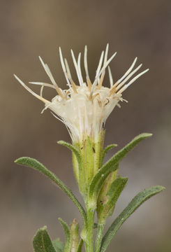 Image of whitestem goldenbush