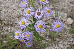 Image of threenerve fleabane