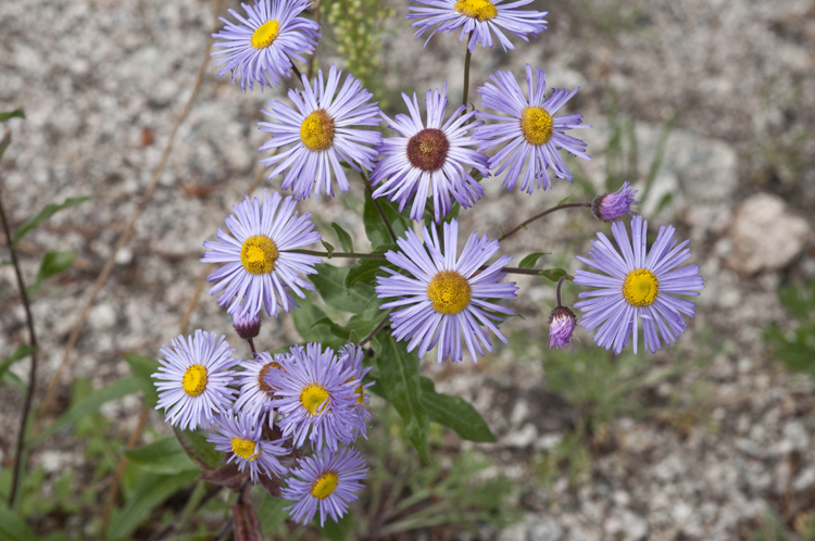 Image of threenerve fleabane