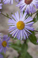 Image of threenerve fleabane