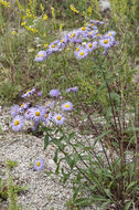 Image of threenerve fleabane