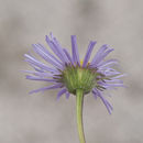 Image of threenerve fleabane