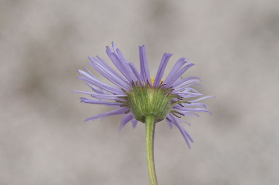 Image of threenerve fleabane