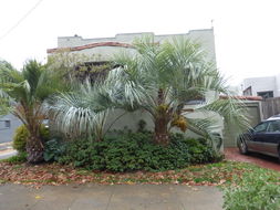 Image of South American jelly palm