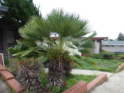 Image of Mediterranean Fan Palm