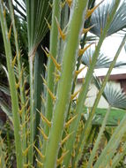 Image of Mediterranean Fan Palm