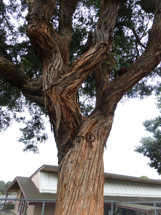 Imagem de Eucalyptus crenulata Blakely & de Beuzev.