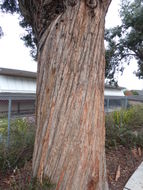 Imagem de Eucalyptus crenulata Blakely & de Beuzev.