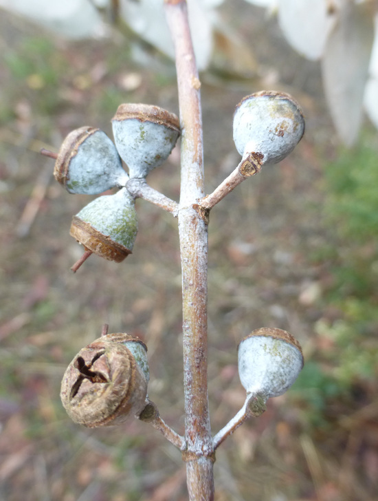 Imagem de Eucalyptus crenulata Blakely & de Beuzev.