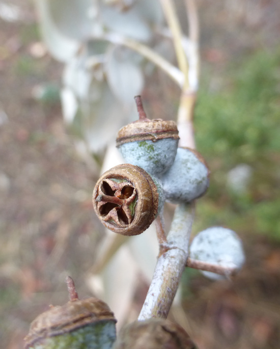 Imagem de Eucalyptus crenulata Blakely & de Beuzev.