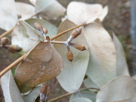 Imagem de Eucalyptus crenulata Blakely & de Beuzev.