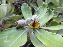 Image de Pittosporum crassifolium Banks & Sol. ex A. Cunningham