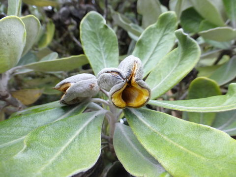 Image de Pittosporum crassifolium Banks & Sol. ex A. Cunningham