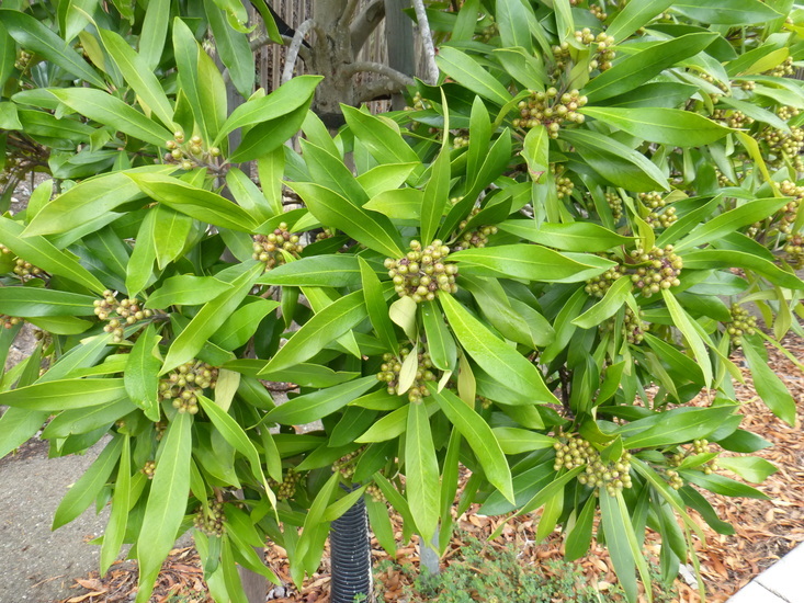 Tristaniopsis laurina (Sm.) P. G. Wilson & J. T. Waterhouse的圖片