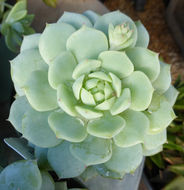 Image of Echeveria derenbergii J. A. Purpus