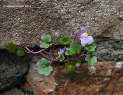 Image of Ivy-leaved Toadflax