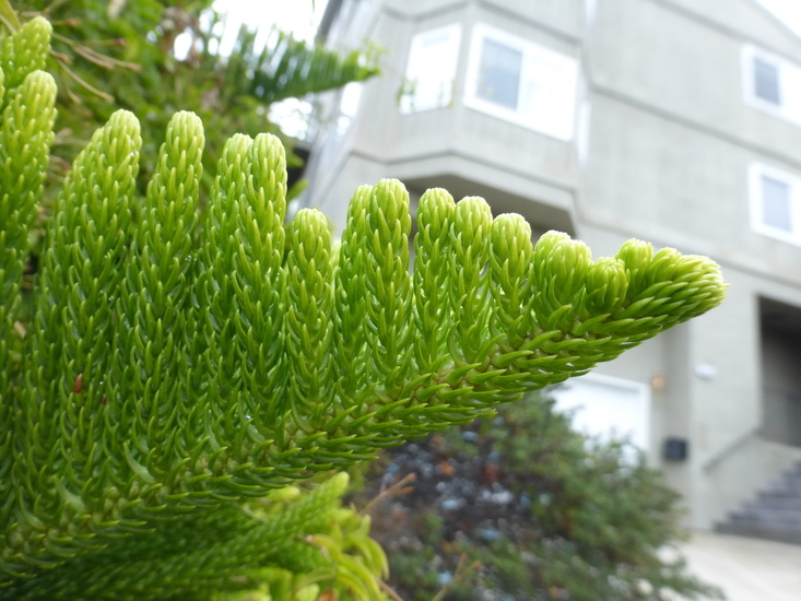 Image of Norfolk Island Araucaria