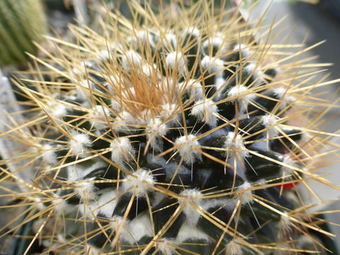 Image of Woolly Nipple Cactus