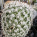 Image of Mammillaria albicans (Britton & Rose) A. Berger