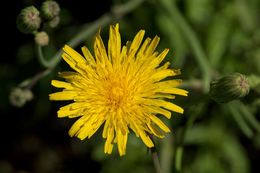 Image of moist sowthistle