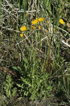 Image de Sonchus arvensis subsp. uliginosus (M. Bieb.) Nym.