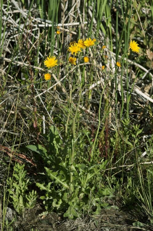 Image of moist sowthistle