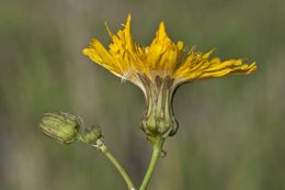 Image of moist sowthistle