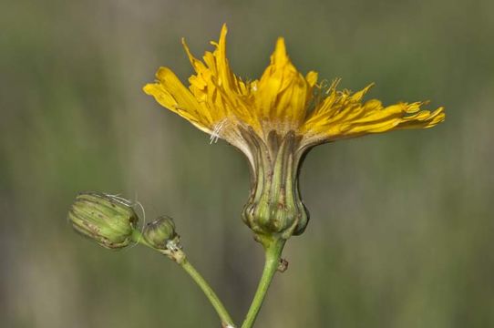 Image de Sonchus arvensis subsp. uliginosus (M. Bieb.) Nym.