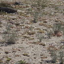 Image of Astragalus magdalenae var. niveus (Rydb.) Barneby