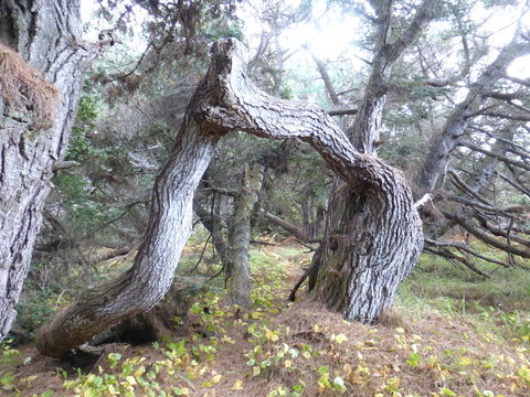 Image of Giant Fir