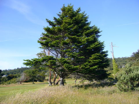 Image of Giant Fir