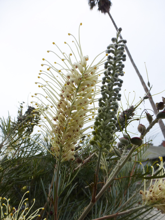 Imagem de Grevillea banksii R. Br.