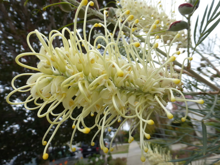 Imagem de Grevillea banksii R. Br.