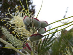 Imagem de Grevillea banksii R. Br.