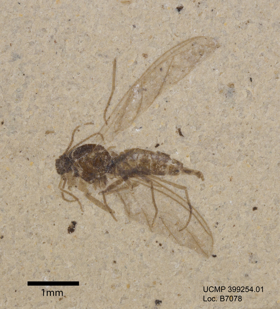 Image of flies