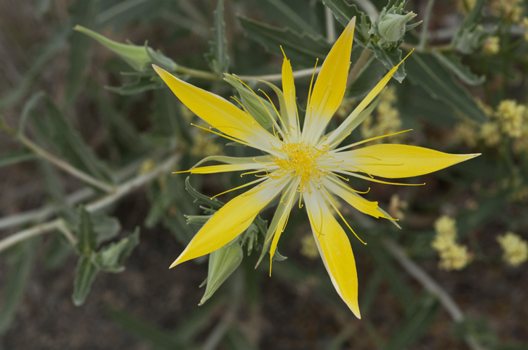 Image of giant blazing star