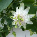Image of white passionflower