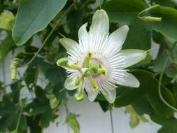 Image of white passionflower